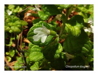 Clinopodium douglasii   web show