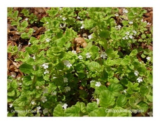 Clinopodium douglasii   web show