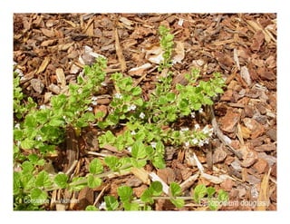 Clinopodium douglasii   web show