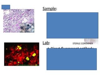 Clinical Pathology Block C Images Study Questions_Mari-Alina Timoshchuk ...