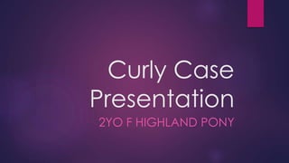 Curly Case
Presentation
2YO F HIGHLAND PONY
 