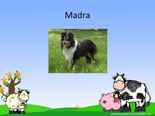 Madra
 