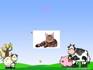 Cat
 