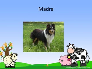 Madra
 