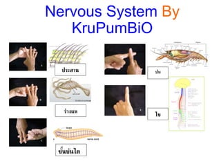 A
B
C
D
E
ร่างแห
ประสาน
ขั้นบันได
ปม
ไข
Nervous System By
KruPumBiO
 