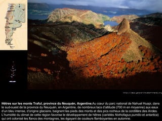 Hêtres sur les monts Traful, province du Neuquén, Argentine. Au cœur du parc national de Nahuel Huapi, dans le sud-ouest de la province du Neuquén, en Argentine, de nombreux lacs d’altitude (700 m en moyenne) aux eaux d’un bleu intense, d’origine glaciaire, baignent les pieds des monts et des pics rocheux de la cordillère des Andes. L’humidité du climat de cette région favorise le développement de hêtres (variétés  Nothofagus pumilio  et  antartica ) qui ont colonisé les flancs des montagnes, les égayant de couleurs flamboyantes en automne.   
