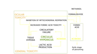 MECHANISM OF ACTION
METHANOL
FORMALDEHYDE
FORMIC
ACID
ACIDOSIS
Early stage
of poisoning
ACIDOSIS
TISSUE
HYPOXIA
LACTIC ACID
PRODUCTION
CIRCULATORY
FAILURE
GENERAL TOXICITY
INCREASED FORMIC ACID TOXICITY
OCULAR
TOXICITY
INHIBITION OF MITOCHONDRIAL RESPIRATION
CIRCULUS
HYPOXICUS
 