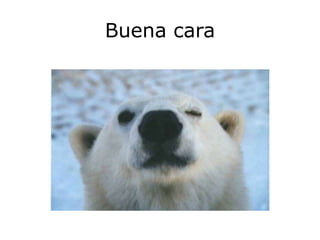 Buena cara
 