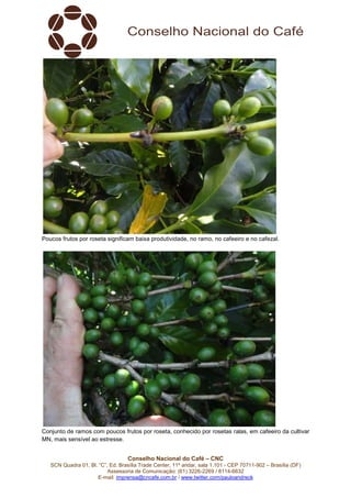 Conselho Nacional do Café – CNC
SCN Quadra 01, Bl. “C”, Ed. Brasília Trade Center, 11º andar, sala 1.101 - CEP 70711-902 – Brasília (DF)
Assessoria de Comunicação: (61) 3226-2269 / 8114-6632
E-mail: imprensa@cncafe.com.br / www.twitter.com/pauloandreck
Poucos frutos por roseta significam baixa produtividade, no ramo, no cafeeiro e no cafezal.
Conjunto de ramos com poucos frutos por roseta, conhecido por rosetas ralas, em cafeeiro da cultivar
MN, mais sensível ao estresse.
 