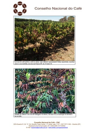Conselho Nacional do Café – CNC
SCN Quadra 01, Bl. “C”, Ed. Brasília Trade Center, 11º andar, sala 1.101 - CEP 70711-902 – Brasília (DF)
Assessoria de Comunicação: (61) 3226-2269 / 8114-6632
E-mail: imprensa@cncafe.com.br / www.twitter.com/pauloandreck
 