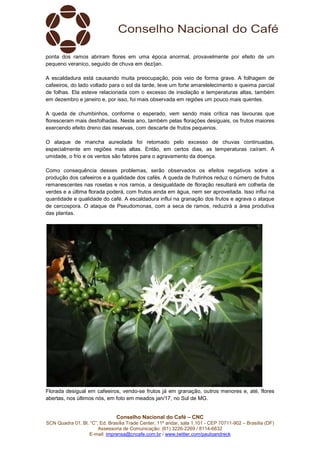 Conselho Nacional do Café – CNC
SCN Quadra 01, Bl. “C”, Ed. Brasília Trade Center, 11º andar, sala 1.101 - CEP 70711-902 – Brasília (DF)
Assessoria de Comunicação: (61) 3226-2269 / 8114-6632
E-mail: imprensa@cncafe.com.br / www.twitter.com/pauloandreck
ponta dos ramos abriram flores em uma época anormal, provavelmente por efeito de um
pequeno veranico, seguido de chuva em dez/jan.
A escaldadura está causando muita preocupação, pois veio de forma grave. A folhagem de
cafeeiros, do lado voltado para o sol da tarde, teve um forte amarelelecimento e queima parcial
de folhas. Ela esteve relacionada com o excesso de insolação e temperaturas altas, também
em dezembro e janeiro e, por isso, foi mais observada em regiões um pouco mais quentes.
A queda de chumbinhos, conforme o esperado, vem sendo mais crítica nas lavouras que
floresceram mais desfolhadas. Neste ano, também pelas florações desiguais, os frutos maiores
exercendo efeito dreno das reservas, com descarte de frutos pequenos.
O ataque de mancha aureolada foi retomado pelo excesso de chuvas continuadas,
especialmente em regiões mais altas. Então, em certos dias, as temperaturas caíram. A
umidade, o frio e os ventos são fatores para o agravamento da doença.
Como consequência desses problemas, serão observados os efeitos negativos sobre a
produção dos cafeeiros e a qualidade dos cafés. A queda de frutinhos reduz o número de frutos
remanescentes nas rosetas e nos ramos, a desigualdade de floração resultará em colheita de
verdes e a última florada poderá, com frutos ainda em água, nem ser aproveitada. Isso influi na
quantidade e qualidade do café. A escaldadura influi na granação dos frutos e agrava o ataque
de cercospora. O ataque de Pseudomonas, com a seca de ramos, reduzirá a área produtiva
das plantas.
Florada desigual em cafeeiros, vendo-se frutos já em granação, outros menores e, até, flores
abertas, nos últimos nós, em foto em meados jan/17, no Sul de MG.
 
