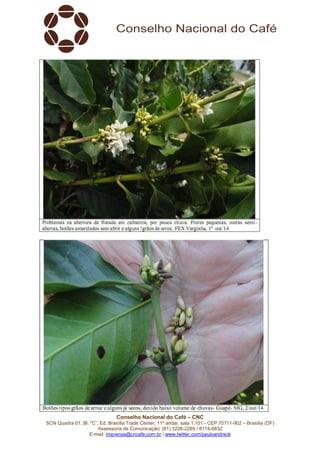 Conselho Nacional do Café – CNC 
SCN Quadra 01, Bl. “C”, Ed. Brasília Trade Center, 11º andar, sala 1.101 - CEP 70711-902 – Brasília (DF) 
Assessoria de Comunicação: (61) 3226-2269 / 8114-6632 
E-mail: imprensa@cncafe.com.br / www.twitter.com/pauloandreck 
 