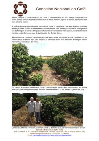 Conselho Nacional do Café – CNC
SCN Quadra 01, Bl. “C”, Ed. Brasília Trade Center, 11º andar, sala 1.101 - CEP 70711-902 – Brasília (DF)
Assessoria de Comunicação: (61) 3226-2269 / 8114-6632
E-mail: imprensa@cncafe.com.br / www.twitter.com/pauloandreck
Nesses campos, o clone conhecido por clone 2, correspondente ao V12, mesmo comparado com
outros clones, com as mesmas características de folhas menores, típicas de conilon, se mostrou bem
mais tolerante à seca.
A explicação para este diferencial favorável ao clone 2, certamente, não está ligada a prováveis
diferenças, entre clones, no sistema radicular das plantas. Esta diferença, tudo indica, está ligada ao
tipo de folhagem do clone 2. Ele possui folhas mais arredondadas e mais grossas, devendo transpirar
menos e perdendo menos água do que àquelas dos demais clones.
Ressalta-se que, diante do clima mais seco que vivenciamos nos últimos anos e considerando, em
consequência, a falta de água para irrigação, o plantio de clones mais tolerantes à estiagem é muito
importante, para redução dos riscos.
Em campo, à esquerda cafeeiros do clone 2, com folhagem verde e sem murchamento, ao lado de
outro (dir.), com folhagem murcha e iniciando amarelecimento. S.G. da Palha-ES, janeiro de 2015.
Os técnicos, Matiello e Wander ,examinam, em S.G. da Palha (ES), os diferentes clones de conilon.
 