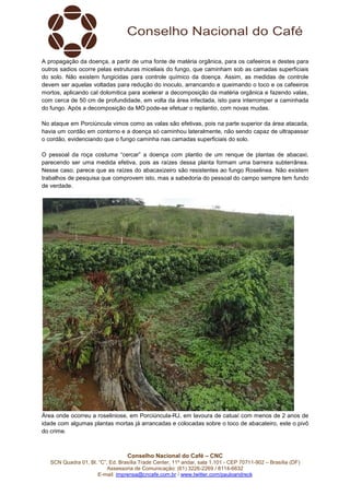 Conselho Nacional do Café – CNC
SCN Quadra 01, Bl. “C”, Ed. Brasília Trade Center, 11º andar, sala 1.101 - CEP 70711-902 – Brasília (DF)
Assessoria de Comunicação: (61) 3226-2269 / 8114-6632
E-mail: imprensa@cncafe.com.br / www.twitter.com/pauloandreck
A propagação da doença, a partir de uma fonte de matéria orgânica, para os cafeeiros e destes para
outros sadios ocorre pelas estruturas miceliais do fungo, que caminham sob as camadas superficiais
do solo. Não existem fungicidas para controle químico da doença. Assim, as medidas de controle
devem ser aquelas voltadas para redução do inoculo, arrancando e queimando o toco e os cafeeiros
mortos, aplicando cal dolomitica para acelerar a decomposição da matéria orgânica e fazendo valas,
com cerca de 50 cm de profundidade, em volta da área infectada, isto para interromper a caminhada
do fungo. Após a decomposição da MO pode-se efetuar o replantio, com novas mudas.
No ataque em Porciúncula vimos como as valas são efetivas, pois na parte superior da área atacada,
havia um cordão em contorno e a doença só caminhou lateralmente, não sendo capaz de ultrapassar
o cordão, evidenciando que o fungo caminha nas camadas superficiais do solo.
O pessoal da roça costuma “cercar” a doença com plantio de um renque de plantas de abacaxi,
parecendo ser uma medida efetiva, pois as raízes dessa planta formam uma barreira subterrânea.
Nesse caso, parece que as raízes do abacaxizeiro são resistentes ao fungo Roselinea. Não existem
trabalhos de pesquisa que comprovem isto, mas a sabedoria do pessoal do campo sempre tem fundo
de verdade.
Área onde ocorreu a roseliniose, em Porciúncula-RJ, em lavoura de catuaí com menos de 2 anos de
idade com algumas plantas mortas já arrancadas e colocadas sobre o toco de abacateiro, este o pivô
do crime.
 