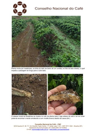 Conselho Nacional do Café – CNC
SCN Quadra 01, Bl. “C”, Ed. Brasília Trade Center, 11º andar, sala 1.101 - CEP 70711-902 – Brasília (DF)
Assessoria de Comunicação: (61) 3226-2269 / 8114-6632
E-mail: imprensa@cncafe.com.br / www.twitter.com/pauloandreck
Planta morta por roseliniose, na linha do lado de baixo de um cordão( na foto do lado direito), o qual
impediu a passagem do fungo para o outro lado.
O ataque inicial da Roselinea se mostra no colo da planta (esq.), logo abaixo do solo e ao se cortar
pode-se encontrar o tecido amolecido e com micélio branco abaixo da casca (dir.).
 