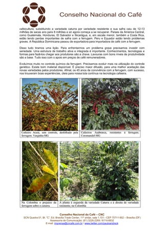 Conselho Nacional do Café – CNC
SCN Quadra 01, Bl. “C”, Ed. Brasília Trade Center, 11º andar, sala 1.101 - CEP 70711-902 – Brasília (DF)
Assessoria de Comunicação: (61) 3226-2269 / 8114-6632
E-mail: imprensa@cncafe.com.br / www.twitter.com/pauloandreck
cafeicultura, substituindo a variedade caturra por variedade resistente e sua safra caiu de 12-13
milhões de sacas ano para 8 milhões e só agora começa a se recuperar. Países da América Central,
como Guatemala, Honduras, El Salvador e Nicarágua, e, em escala menor, também a Costa Rica,
estão tendo perdas importantes de safra com a ferrugem. Peru e Equador estão tendo problemas
graves. A República Dominicana passou de exportadora para importadora de café com a ferrugem.
Disso tudo tiramos uma lição. Para enfrentarmos um problema grave precisamos investir com
seriedade. Uma estrutura de trabalho ativa e integrada é importante. Conhecimentos, tecnologias e
formas para fazê-los chegar aos produtores são a chave. Lavouras com bons níveis de produtividade
são a base. Tudo isso com o apoio em preços de café remuneradores.
Evoluímos muito no controle químico da ferrugem. Precisamos evoluir mais na utilização do controle
genético. Existe bom material disponível. É preciso maior difusão, para uma melhor aceitação das
novas variedades pelos produtores. Afinal, os 45 anos de convivência com a ferrugem, com sucesso,
nos trouxeram boas experiências, úteis para nossa luta contínua na tecnologia cafeeira.
 