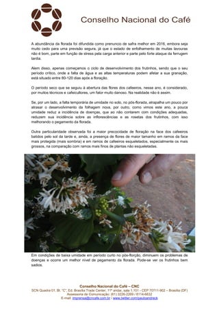 Conselho Nacional do Café – CNC
SCN Quadra 01, Bl. “C”, Ed. Brasília Trade Center, 11º andar, sala 1.101 - CEP 70711-902 – Brasília (DF)
Assessoria de Comunicação: (61) 3226-2269 / 8114-6632
E-mail: imprensa@cncafe.com.br / www.twitter.com/pauloandreck
A abundância da florada foi difundida como prenuncio de safra melhor em 2016, embora seja
muito cedo para uma previsão segura, já que o estado de enfolhamento de muitas lavouras
não é bom, parte em função de stress pela carga anterior e parte pelo forte ataque da ferrugem
tardia.
Alem disso, apenas começamos o ciclo de desenvolvimento dos frutinhos, sendo que o seu
período crítico, onde a falta de água e as altas temperaturas podem afetar a sua granação,
está situado entre 80-120 dias após a floração.
O período seco que se seguiu à abertura das flores dos cafeeiros, nesse ano, é considerado,
por muitos técnicos e cafeicultores, um fator muito danoso. Na realidade não é assim.
Se, por um lado, a falta temporária de umidade no solo, no pós-florada, atrapalha um pouco por
atrasar o desenvolvimento da folhagem nova, por outro, como vimos este ano, a pouca
umidade reduz a incidência de doenças, que ao não contarem com condições adequadas,
reduzem sua incidência sobre as inflorescências e as rosetas dos frutinhos, com isso
melhorando o pegamento da florada.
Outra particularidade observada foi a maior precocidade de floração na face dos cafeeiros
batidos pelo sol da tarde e, ainda, a presença de flores de maior tamanho em ramos da face
mais protegida (mais sombria) e em ramos de cafeeiros esqueletados, especialmente os mais
grossos, na comparação com ramos mais finos de plantas não esqueletadas.
Em condições de baixa umidade em período curto no pós-florção, diminuem os problemas de
doenças e ocorre um melhor nível de pegamento da florada. Pode-se ver os frutinhos bem
sadios.
 