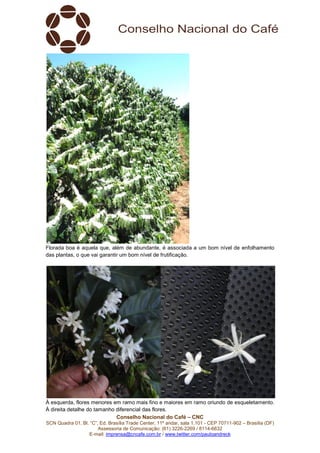 Conselho Nacional do Café – CNC
SCN Quadra 01, Bl. “C”, Ed. Brasília Trade Center, 11º andar, sala 1.101 - CEP 70711-902 – Brasília (DF)
Assessoria de Comunicação: (61) 3226-2269 / 8114-6632
E-mail: imprensa@cncafe.com.br / www.twitter.com/pauloandreck
Florada boa é aquela que, além de abundante, é associada a um bom nível de enfolhamento
das plantas, o que vai garantir um bom nível de frutificação.
À esquerda, flores menores em ramo mais fino e maiores em ramo oriundo de esqueletamento.
À direita detalhe do tamanho diferencial das flores.
 