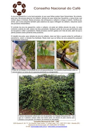 A erva de passarinho é uma hemi-parasita, já que suas folhas podem fazer fotossíntese. No entanto, 
para isso, ela precisa absorver do cafeeiro, através de suas raízes tipo haustórios, a seiva bruta, que 
contem água e minerais. Nesse processo, ela enfraquece o cafeeiro e chega a matá-lo. Verificou-se, 
ainda, que a erva prejudica também pela cobertura da copa e folhagem do cafeeiro, reduzindo assim 
seu processo fotossintético. 
O controle da erva de passarinho, sobre o cafeeiro, só pode ser obtida através de poda, no caso 
cortando a planta de café, abaixo da área parasitada. Qualquer parte da erva que permanecer pode 
se recuperar e voltar o parasitismo. Neste processo ocorrem gastos com mão de obra, alem de que a 
planta podada acaba perdendo área produtiva. 
O trabalho de poda, para retirada da erva do cafeeiro, deve ser feito o quanto antes for verificado o 
parasitismo, assim a retirada fica facilitada. Resta dizer que as folhas da erva passarinho possuem 
propriedades medicinais. 
Conselho Nacional do Café – CNC 
SCN Quadra 01, Bl. “C”, Ed. Brasília Trade Center, 11º andar, sala 1.101 - CEP 70711-902 – Brasília (DF) 
Assessoria de Comunicação: (61) 3226-2269 / 8114-6632 
E-mail: imprensa@cncafe.com.br / www.twitter.com/pauloandreck 
 