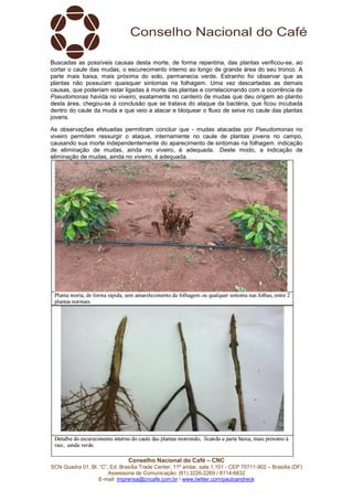 Conselho Nacional do Café – CNC
SCN Quadra 01, Bl. “C”, Ed. Brasília Trade Center, 11º andar, sala 1.101 - CEP 70711-902 – Brasília (DF)
Assessoria de Comunicação: (61) 3226-2269 / 8114-6632
E-mail: imprensa@cncafe.com.br / www.twitter.com/pauloandreck
Buscadas as possíveis causas desta morte, de forma repentina, das plantas verificou-se, ao
cortar o caule das mudas, o escurecimento interno ao longo de grande área do seu tronco. A
parte mais baixa, mais próxima do solo, permanecia verde. Estranho foi observar que as
plantas não possuíam quaisquer sintomas na folhagem. Uma vez descartadas as demais
causas, que poderiam estar ligadas à morte das plantas e correlacionando com a ocorrência de
Pseudomonas havida no viveiro, exatamente no canteiro de mudas que deu origem ao plantio
desta área, chegou-se à conclusão que se tratava do ataque da bactéria, que ficou incubada
dentro do caule da muda e que veio a atacar e bloquear o fluxo de seiva no caule das plantas
jovens.
As observações efetuadas permitiram concluir que - mudas atacadas por Pseudomonas no
viveiro permitem ressurgir o ataque, internamente no caule de plantas jovens no campo,
causando sua morte independentemente do aparecimento de sintomas na folhagem. indicação
de eliminação de mudas, ainda no viveiro, é adequada. .Deste modo, a indicação de
eliminação de mudas, ainda no viveiro, é adequada.
 