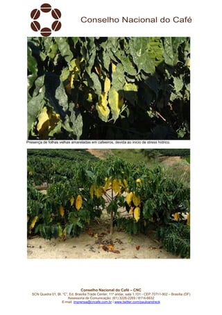 Conselho Nacional do Café – CNC
SCN Quadra 01, Bl. “C”, Ed. Brasília Trade Center, 11º andar, sala 1.101 - CEP 70711-902 – Brasília (DF)
Assessoria de Comunicação: (61) 3226-2269 / 8114-6632
E-mail: imprensa@cncafe.com.br / www.twitter.com/pauloandreck
Presença de folhas velhas amareladas em cafeeiros, devida ao inicio de stress hídrico.
 