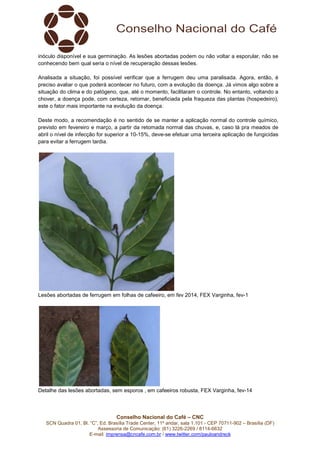 inóculo disponível e sua germinação. As lesões abortadas podem ou não voltar a esporular, não se
conhecendo bem qual seria o nível de recuperação dessas lesões.
Analisada a situação, foi possível verificar que a ferrugem deu uma paralisada. Agora, então, é
preciso avaliar o que poderá acontecer no futuro, com a evolução da doença. Já vimos algo sobre a
situação do clima e do patógeno, que, até o momento, facilitaram o controle. No entanto, voltando a
chover, a doença pode, com certeza, retornar, beneficiada pela fraqueza das plantas (hospedeiro),
este o fator mais importante na evolução da doença.
Deste modo, a recomendação é no sentido de se manter a aplicação normal do controle químico,
previsto em fevereiro e março, a partir da retomada normal das chuvas, e, caso lá pra meados de
abril o nível de infecção for superior a 10-15%, deve-se efetuar uma terceira aplicação de fungicidas
para evitar a ferrugem tardia.

Lesões abortadas de ferrugem em folhas de cafeeiro, em fev 2014, FEX Varginha, fev-1

Detalhe das lesões abortadas, sem esporos , em cafeeiros robusta, FEX Varginha, fev-14

Conselho Nacional do Café – CNC
SCN Quadra 01, Bl. “C”, Ed. Brasília Trade Center, 11º andar, sala 1.101 - CEP 70711-902 – Brasília (DF)
Assessoria de Comunicação: (61) 3226-2269 / 8114-6632
E-mail: imprensa@cncafe.com.br / www.twitter.com/pauloandreck

 