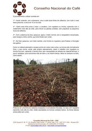 Conselho Nacional do Café – CNC
SCN Quadra 01, Bl. “C”, Ed. Brasília Trade Center, 11º andar, sala 1.101 - CEP 70711-902 – Brasília (DF)
Assessoria de Comunicação: (61) 3226-2269 / 8114-6632
E-mail: imprensa@cncafe.com.br / www.twitter.com/pauloandreck
O procedimento a utilizar consiste em:
1º - Iniciar cortando, com motosserra, uma a cada duas linhas de cafeeiros, com corte o mais
baixo possível, a cerca de 15 cm do solo.
2º - Sobre essa linha entra o trator, a cavaleiro, com roçadeira ou trincha, operando com o
implemento mais alto do chão, para triturar as plantas cortadas, sem prejudicar os pequenos
tocos de cafeeiros.
3º - Com a abertura da área, passa-se, agora, o trator normal, com a recepadeira mecanizada,
para recepar a linha vizinha, que tinha ficado sem cortar.
4º - No final, passa-se, com trator estreito, uma trincha ou roçadeira, para finalizar a trituração
dos galhos.
Como no cafezal adensado a recepa ocorre em ciclos mais curtos, os troncos são normalmente
finos, o que ocorre, ainda, pelo próprio adensamento, assim o trabalho com roçadeira ou
trincha fica bom, deixando o terreno livre, sem necessidade de retirada de material lenhoso, o
que é vantajoso, pois economiza mão de obra e, ao mesmo tempo, deixa os resíduos na área,
como adubo.
Pode-se ver uma linha de cafeeiros recepados e com plantas trituradas, no caso com roçadeira
operando mais alta do chão. Estão assinalados os troncos cortados baixos. As linhas laterais
ainda estão sem cortar.
 