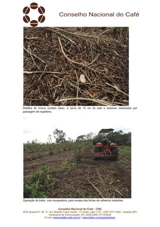 Conselho Nacional do Café – CNC
SCN Quadra 01, Bl. “C”, Ed. Brasília Trade Center, 11º andar, sala 1.101 - CEP 70711-902 – Brasília (DF)
Assessoria de Comunicação: (61) 3226-2269 / 8114-6632
E-mail: imprensa@cncafe.com.br / www.twitter.com/pauloandreck
Detalhe do tronco cortado baixo, a cerca de 15 cm do solo e residuos rebaixados por
passagem de roçadeira.
Operação do trator, com recepadeira, para recepa das linhas de cafeeiros restantes.
 