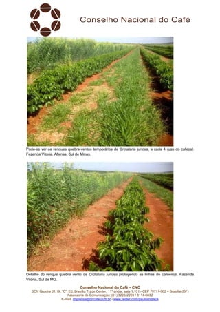 Conselho Nacional do Café – CNC
SCN Quadra 01, Bl. “C”, Ed. Brasília Trade Center, 11º andar, sala 1.101 - CEP 70711-902 – Brasília (DF)
Assessoria de Comunicação: (61) 3226-2269 / 8114-6632
E-mail: imprensa@cncafe.com.br / www.twitter.com/pauloandreck
Pode-se ver os renques quebra-ventos temporários de Crotalaria juncea, a cada 4 ruas do cafezal.
Fazenda Vitória, Alfenas, Sul de Minas.
Detalhe do renque quebra vento de Crotalaria juncea protegendo as linhas de cafeeiros. Fazenda
Vitória, Sul de MG.
 