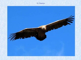 Le Vautour. 