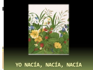 YO NACÍA, NACÍA, NACÍA
