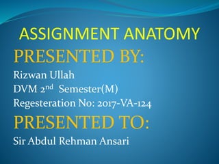 ASSIGNMENT ANATOMY
PRESENTED BY:
Rizwan Ullah
DVM 2nd Semester(M)
Regesteration No: 2017-VA-124
PRESENTED TO:
Sir Abdul Rehman Ansari
 