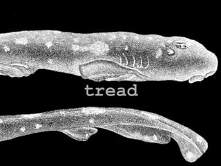 tread
 