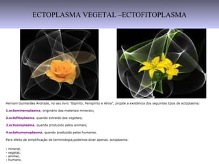 ECTOPLASMA VEGETAL –ECTOFITOPLASMA
Hernani Guimarães Andrade, no seu livro “Espírito, Perispírito e Alma”, propõe a existência dos seguintes tipos de ectoplasma:
1.ectomineroplasma, originário dos materiais minerais;
2.ectofitoplasma, quando extraído dos vegetais;
3.ectozooplasma, quando produzido pelos animais;
4.ectohumanoplasma, quando produzido pelos humanos.
Para efeito de simplificação de terminologia,podemos dizer apenas. ectoplasma:
- mineral,
- vegetal,
- animal,
- humano.
 