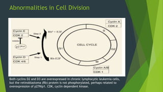 Abnormalities in Cell Division
Both cyclins D2 and D3 are overexpressed in chronic lymphocytic leukemia cells,
but the retinoblastoma (Rb) protein is not phosphorylated, perhaps related to
overexpression of p27Kip1. CDK, cyclin dependent kinase.
 
