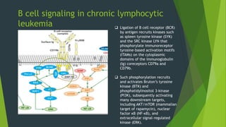  Ligation of B cell receptor (BCR)
by antigen recruits kinases such
as spleen tyrosine kinase (SYK)
and the SRC kinase LYN that
phosphorylate immunoreceptor
tyrosine–based activation motifs
(ITAMs) on the cytoplasmic
domains of the immunoglobulin
(Ig) coreceptors CD79a and
CD79b.
 Such phosphorylation recruits
and activates Bruton’s tyrosine
kinase (BTK) and
phosphatidylinositol 3-kinase
(PI3K), subsequently activating
many downstream targets,
including AKT/mTOR (mammalian
target of rapamycin), nuclear
factor κB (NF-κB), and
extracellular signal–regulated
kinase (ERK).
B cell signaling in chronic lymphocytic
leukemia
 