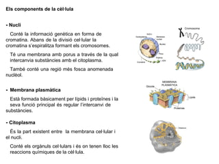 Els components de la cèl·lula
- Nucli
Conté la informació genètica en forma de
cromatina. Abans de la divisió cel·lular la
cromatina s’espiralitza formant els cromosomes.
Té una membrana amb porus a través de la qual
intercanvia substàncies amb el citoplasma.
També conté una regió més fosca anomenada
nuclèol.
- Membrana plasmàtica
Està formada bàsicament per lípids i proteïnes i la
seva funció principal és regular l’intercanvi de
substàncies.
- Citoplasma
És la part existent entre la membrana cel·lular i
el nucli.
Conté els orgànuls cel·lulars i és on tenen lloc les
reaccions químiques de la cèl·lula.
Cromosoma
 