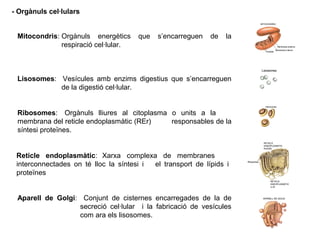 Mitocondris: Orgànuls energètics que s’encarreguen de la
respiració cel·lular.
Lisosomes: Vesícules amb enzims digestius que s’encarreguen
de la digestió cel·lular.
Ribosomes: Orgànuls lliures al citoplasma o units a la
membrana del reticle endoplasmàtic (REr) responsables de la
síntesi proteïnes.
Aparell de Golgi: Conjunt de cisternes encarregades de la de
secreció cel·lular i la fabricació de vesícules
com ara els lisosomes.
Reticle endoplasmàtic: Xarxa complexa de membranes
interconnectades on té lloc la síntesi i el transport de lípids i
proteïnes
- Orgànuls cel·lulars
 