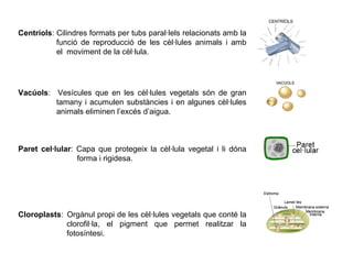 Centríols: Cilindres formats per tubs paral·lels relacionats amb la
funció de reproducció de les cèl·lules animals i amb
el moviment de la cèl·lula.
Vacúols: Vesícules que en les cèl·lules vegetals són de gran
tamany i acumulen substàncies i en algunes cèl·lules
animals eliminen l’excés d’aigua.
Paret cel·lular: Capa que protegeix la cèl·lula vegetal i li dóna
forma i rigidesa.
Cloroplasts: Orgànul propi de les cèl·lules vegetals que conté la
clorofil·la, el pigment que permet realitzar la
ssssssssss fotosíntesi.
 
