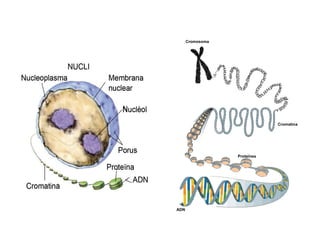 Cromosoma
Cromatina
Proteïnes
ADN
 
