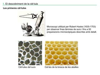 Cèl·lules del suro Cel·les de la bresca de les abelles
Microscopi utilitzat per Robert Hooke (1635-1703)
per observar fines làmines de suro i fins a 50
preparacions microscòpiques descrites amb detall.
Les primeres cèl·lules
1. El descobriment de la cèl·lula____________________________________________________________________
 