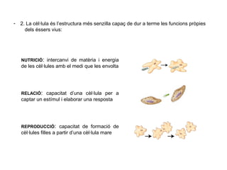 - 2. La cèl·lula és l’estructura més senzilla capaç de dur a terme les funcions pròpies
dels éssers vius:
NUTRICIÓ: intercanvi de matèria i energia
de les cèl·lules amb el medi que les envolta
RELACIÓ: capacitat d’una cèl·lula per a
captar un estímul i elaborar una resposta
REPRODUCCIÓ: capacitat de formació de
cèl·lules filles a partir d’una cèl·lula mare
 