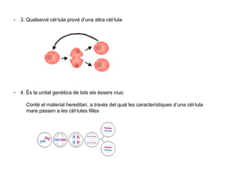 - 3. Qualsevol cèl·lula prové d’una altra cèl·lula
- 4. És la unitat genètica de tots els éssers vius:
Conté el material hereditari, a través del qual les característiques d’una cèl·lula
mare passen a les cèl·lules filles
 