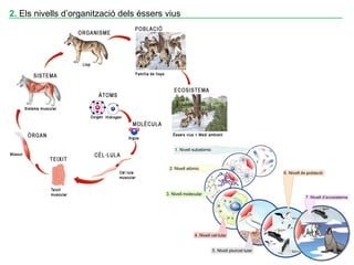 ____________________________________________________________________2. Els nivells d’organització dels éssers vius
 