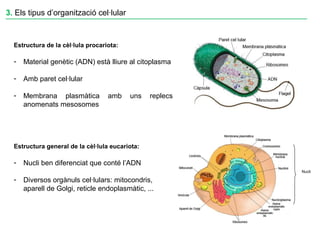 Estructura de la cèl·lula procariota:
- Material genètic (ADN) està lliure al citoplasma
- Amb paret cel·lular
- Membrana plasmàtica amb uns replecs
anomenats mesosomes
Estructura general de la cèl·lula eucariota:
- Nucli ben diferenciat que conté l’ADN
- Diversos orgànuls cel·lulars: mitocondris,
aparell de Golgi, reticle endoplasmàtic, ...
Nucli
____________________________________________________________________3. Els tipus d’organització cel·lular
 