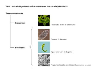 Però… tots els organismes unicel·lulars tenen una cèl·lula procariota?
Éssers unicel·lulars
Procariotes
Eucariotes
Bacteris Ex: Bacteri de la tuberculosi
Protozous Ex: Parameci
Algues unicel·lulars Ex: Euglena
Fongs unicel·lulars Ex: Llevat del pa (Saccharomyces cerevisiae)
 