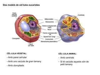 CÈL·LULA ANIMAL:
- Amb centríols
- Si té vacúols aquests són de
petit tamany
CÈL·LULA VEGETAL:
- Amb paret cel·lular
- Amb uns vacúols de gran tamany
- Amb cloroplasts
Dos models de cèl·lules eucariotes
 