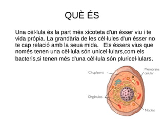 QUÈ ÉS
Una cèl·lula és la part més xicoteta d'un ésser viu i te
vida própia. La grandària de les cèl·lules d'un ésser no
te cap relació amb la seua mida. Els éssers vius que
només tenen una cèl·lula són unicel·lulars,com els
bacteris,si tenen més d'una cèl·lula són pluricel·lulars.
 