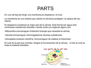 PARTS
En una cèl·lula pot dirigir una membrana,el citoplasma i el nucli.
La membrana és una coberta que cobreix la cèl·lula,la protegeix i la separa del seu
interior.
El citoplasma constitueix la major part de la cèl·lula. Esta format per aigua amb
nombroses substàncies dissoltes i també conté uns orgànuls alguns són:
-Mitocondris:s'encarreguen d'obtindre l'energia que necessita la cèl·lula.
-Vacúols:s'encarreguen d'emmagatzemar diverses substàncies
-Cloroplasts:contenen clorofil·la. S'encarreguen de realitzar la fotosíntesi.
El nucli és la part que controla i dirigeix el funcionament de la cèl·lula. A més al nucli es
troba el material hereditari.
 