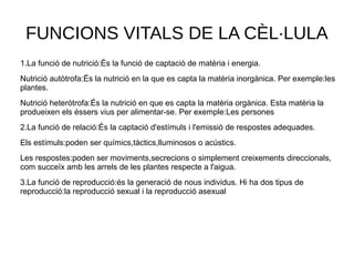 FUNCIONS VITALS DE LA CÈL·LULA
1.La funció de nutrició:És la funció de captació de matèria i energia.
Nutrició autòtrofa:És la nutrició en la que es capta la matèria inorgànica. Per exemple:les
plantes.
Nutrició heteròtrofa:És la nutrició en que es capta la matèria orgànica. Esta matèria la
produeixen els éssers vius per alimentar-se. Per exemple:Les persones
2.La funció de relació:És la captació d'estímuls i l'emissió de respostes adequades.
Els estímuls:poden ser químics,tàctics,lluminosos o acústics.
Les respostes:poden ser moviments,secrecions o simplement creixements direccionals,
com succeïx amb les arrels de les plantes respecte a l'aigua.
3.La funció de reproducció:és la generació de nous individus. Hi ha dos tipus de
reproducció:la reproducció sexual i la reproducció asexual
 